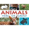 Animals!: Here We Grow - Paperback