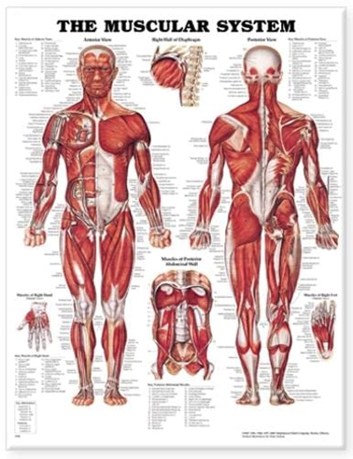 The Muscular System Anatomical Chart by Miakarts Books