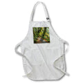Apron - Washington State, Olympic N.P.Trail through mossy forest. Forests