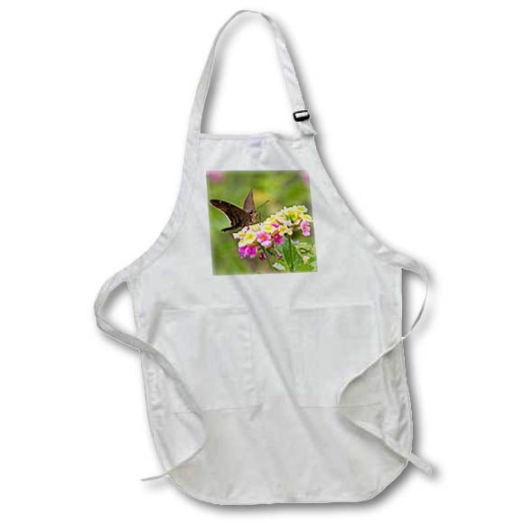 Apron - Brown longtail nectaring at lantana blooms Fauna
