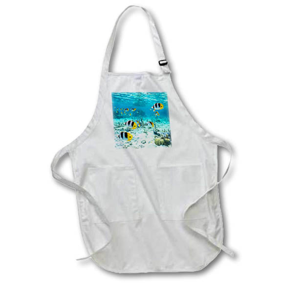 Apron - French Polynesia, Bora Bora. Pacific double saddle butterfly fish. French Polynesia