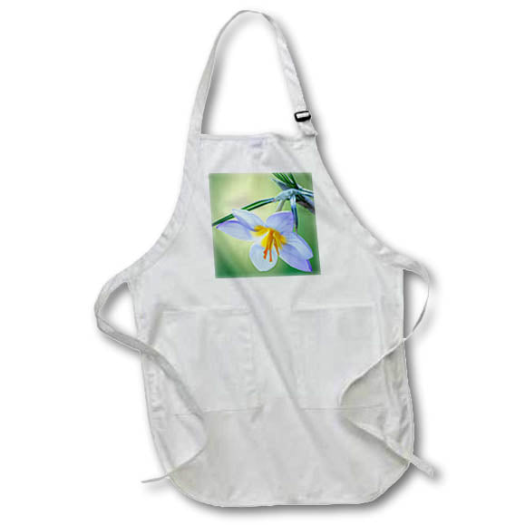 Apron - Washington State, Seabeck. Crocus blossom in spring 2 Washington State