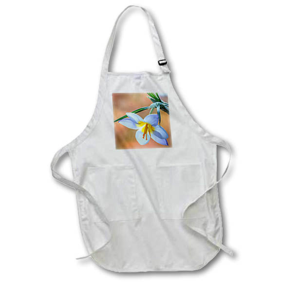 Apron - Washington State, Seabeck. Crocus blossom in spring 3 Washington State