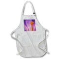 Apron - Washington State, Seabeck. Purple crocus blossom closeup. Washington State
