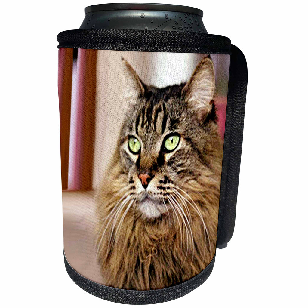 3dRose Cats - Maine Coon - Can Cooler Bottle Wrap (cc_305)