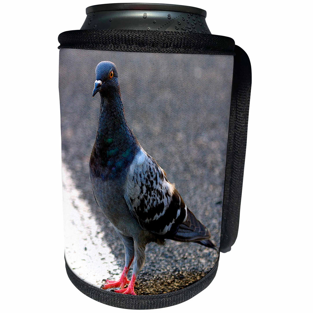 3dRose Birds - Rock Dove - Can Cooler Bottle Wrap (cc_3122)