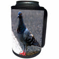 3dRose Birds - Rock Dove - Can Cooler Bottle Wrap (cc_3122)