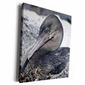 3dRose Flightless Cormorant,Phalacrocorax harrasi,Punta... - Museum Grade Canvas Wrap (cw_10120)