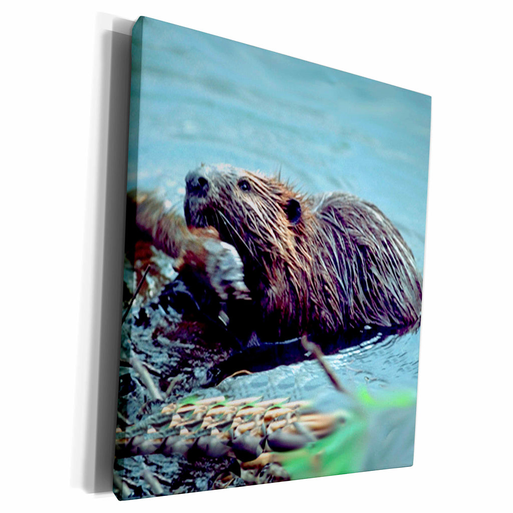 3dRose Wild animals - Beaver - Museum Grade Canvas Wrap (cw_1021)