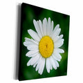 3dRose Kike Calvo Panama - Daisy - Museum Grade Canvas Wrap (cw_10433)