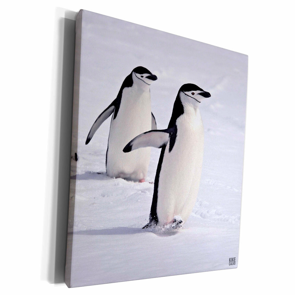 3dRose Chinstrap Penguins at Aitcho Islands - Museum Grade Canvas Wrap (cw_10508)