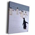 3dRose Kike Calvo Penguin - Gentoo Penguin - Museum Grade Canvas Wrap (cw_10510)