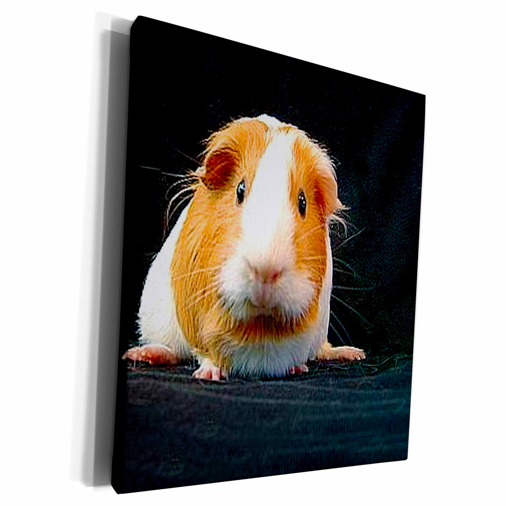 3dRose Guinea Pig - Guinea Pig - Museum Grade Canvas Wrap (cw_1062)