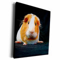 3dRose Guinea Pig - Guinea Pig - Museum Grade Canvas Wrap (cw_1062)