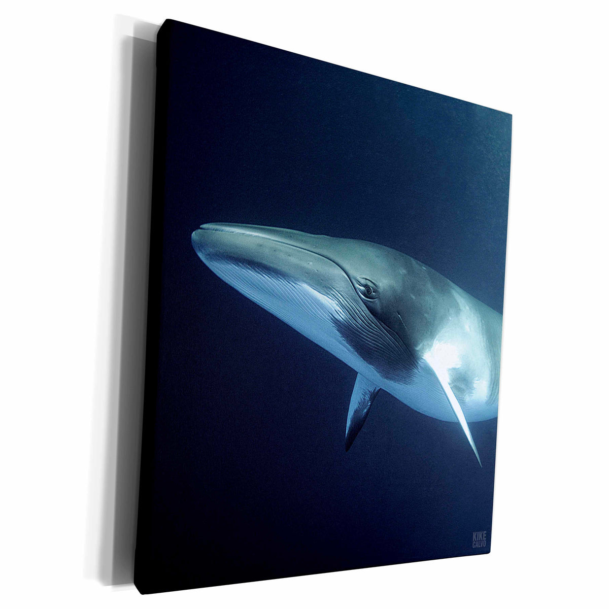 3dRose Dwarf minke whale doing a belly presentation - Museum Grade Canvas Wrap (cw_10696)
