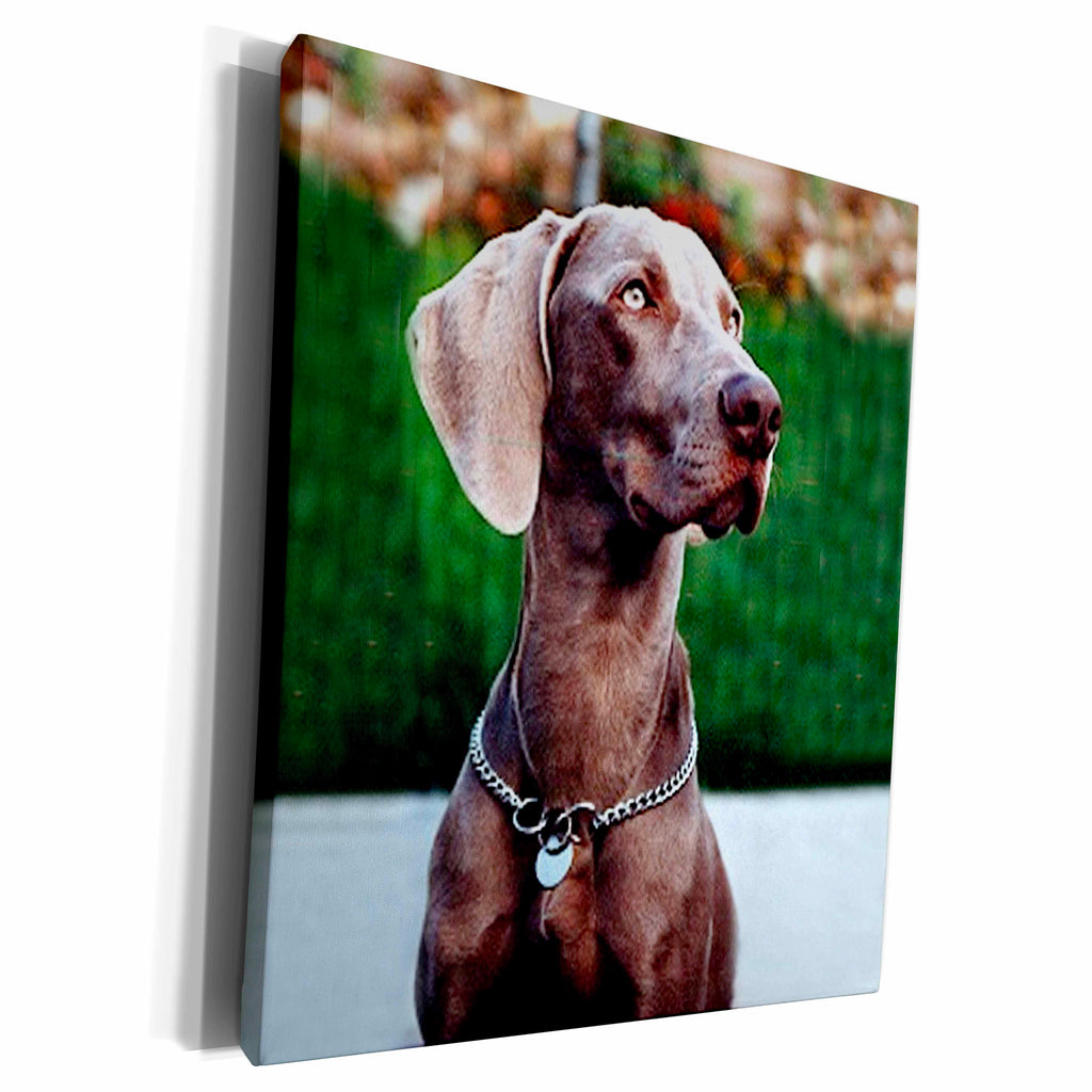 3dRose Dogs Weimaraner - Weimaraner - Museum Grade Canvas Wrap (cw_1095)