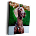 3dRose Dogs Weimaraner - Weimaraner - Museum Grade Canvas Wrap (cw_1095)