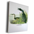 3dRose Common Loon by John James Audubon - Museum Grade Canvas Wrap (cw_114112)