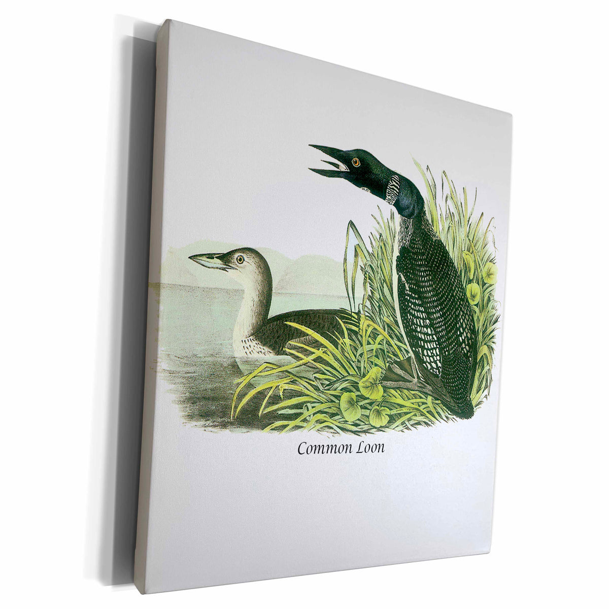 3dRose Common Loon by John James Audubon - Museum Grade Canvas Wrap (cw_114112)