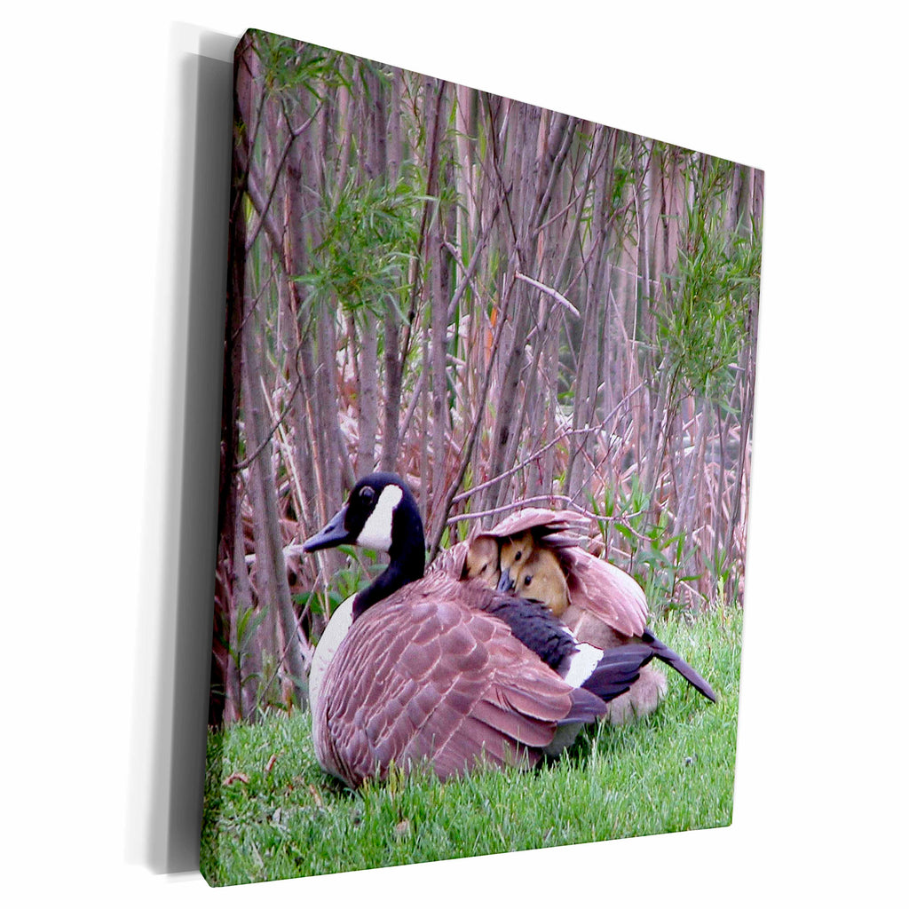 3dRose Beverly Turner Photography - Mother Goose with babies - Museum Grade Canvas Wrap (cw_11528)