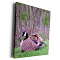 3dRose Beverly Turner Photography - Mother Goose with babies - Museum Grade Canvas Wrap (cw_11528)