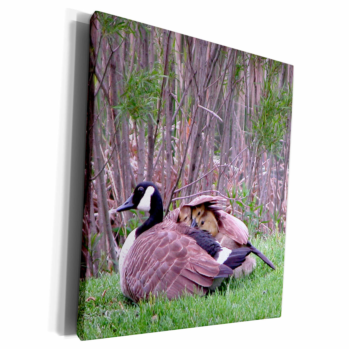 3dRose Beverly Turner Photography - Mother Goose with babies - Museum Grade Canvas Wrap (cw_11528)