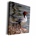 3dRose Common Merganser or Gooseander - Museum Grade Canvas Wrap (cw_11542)