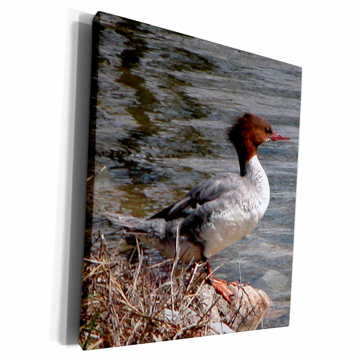 3dRose Common Merganser or Gooseander - Museum Grade Canvas Wrap (cw_11542)