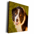 3dRose Doreen Erhardt Dogs - Border Collie - Museum Grade Canvas Wrap (cw_11977)