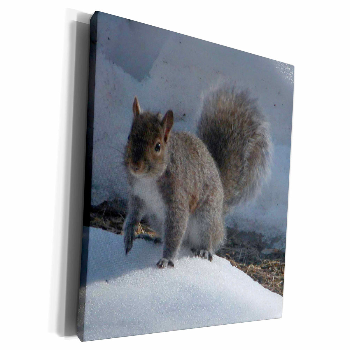 3dRose Beverly Turner Photography - Gray Squirrel in the Snow - Museum Grade Canvas Wrap (cw_12281)