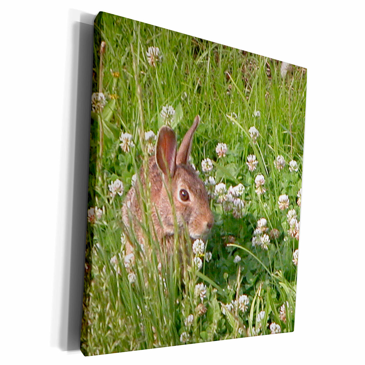 3dRose Beverly Turner Photography - Bunny in the Clover - Museum Grade Canvas Wrap (cw_12310)