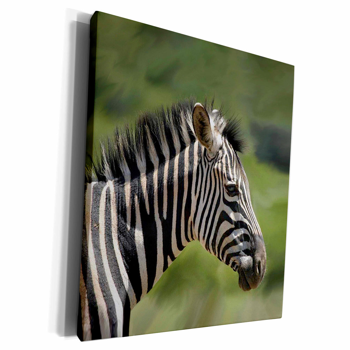 3dRose Wild animals - Zebra - Museum Grade Canvas Wrap (cw_1240)