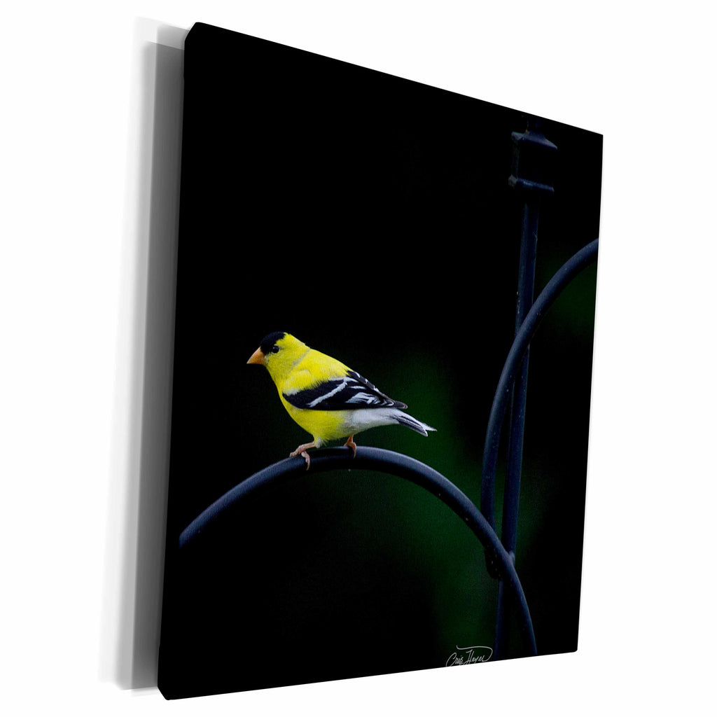 3dRose Golden Finch in Spring Displaying Bright Colors - Museum Grade Canvas Wrap (cw_131398)