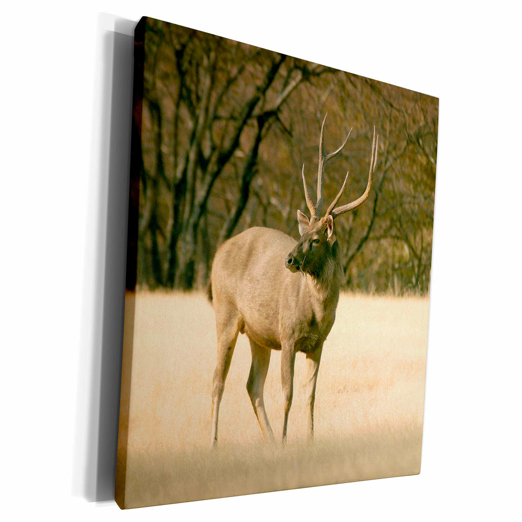 3dRose Sambar Stag deer in Ranthambhor National Park - AS10... - Museum Grade Canvas Wrap (cw_132545)
