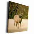3dRose Sambar Stag deer in Ranthambhor National Park - AS10... - Museum Grade Canvas Wrap (cw_132545)