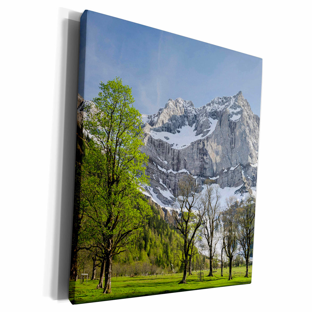 3dRose Sycamore maple trees, Karwendel mountains, Austria -... - Museum Grade Canvas Wrap (cw_135472)