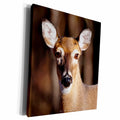 3dRose White Tail Deer - Museum Grade Canvas Wrap (cw_14004)