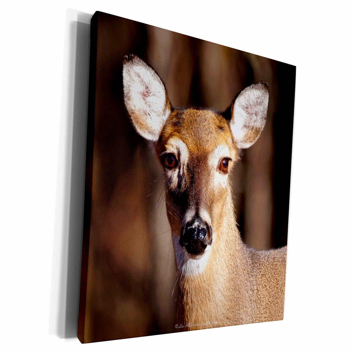 3dRose White Tail Deer - Museum Grade Canvas Wrap (cw_14004)