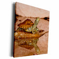3dRose Map Turtle, Native to Northeastern US - NA02 DNO0805... - Museum Grade Canvas Wrap (cw_140093)