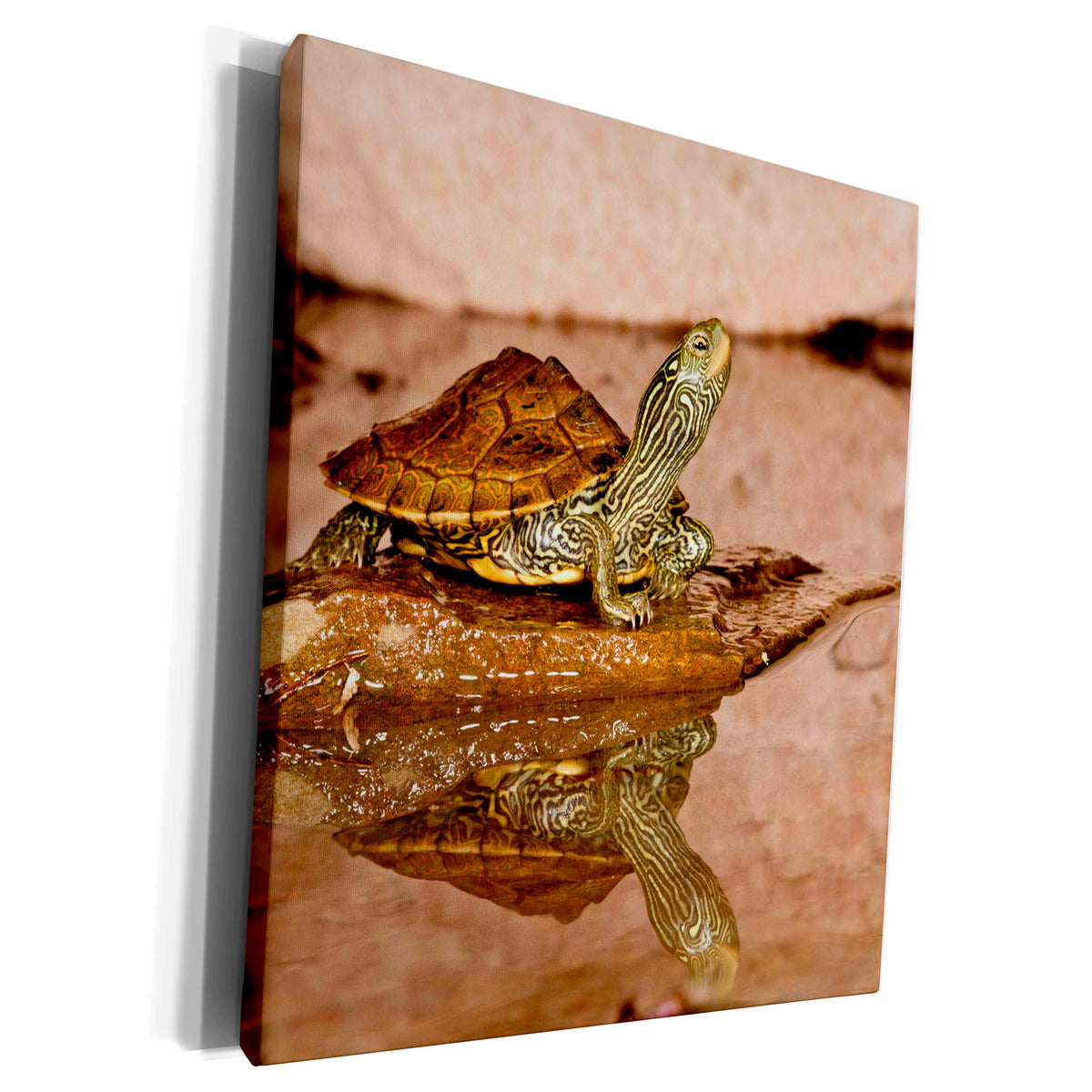 3dRose Map Turtle, Native to Northeastern US - NA02 DNO0805... - Museum Grade Canvas Wrap (cw_140093)