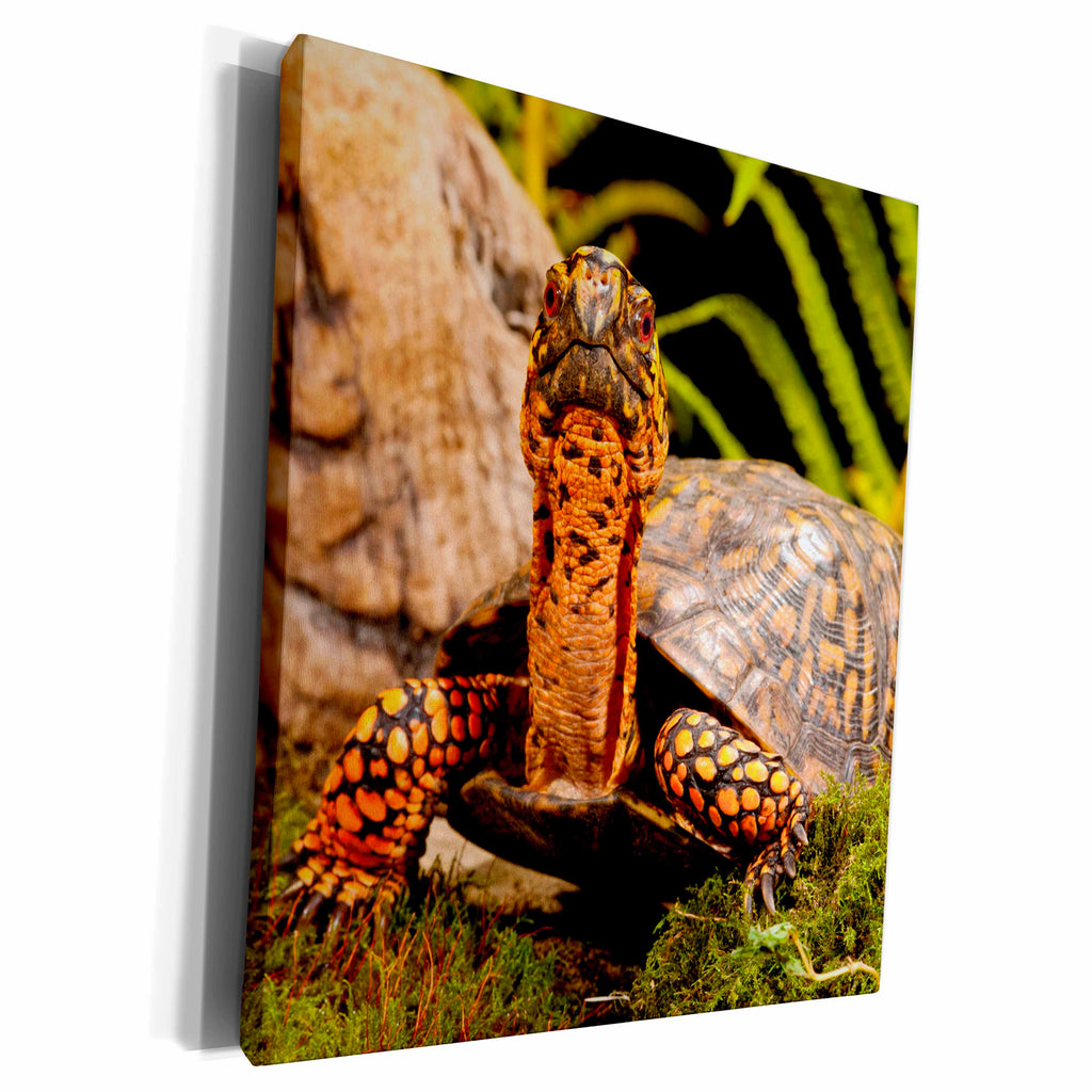 3dRose Eastern Box Turtle, Native to Eastern Coastal US -... - Museum Grade Canvas Wrap (cw_140146)