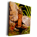 3dRose Eastern Box Turtle, Native to Eastern Coastal US -... - Museum Grade Canvas Wrap (cw_140146)