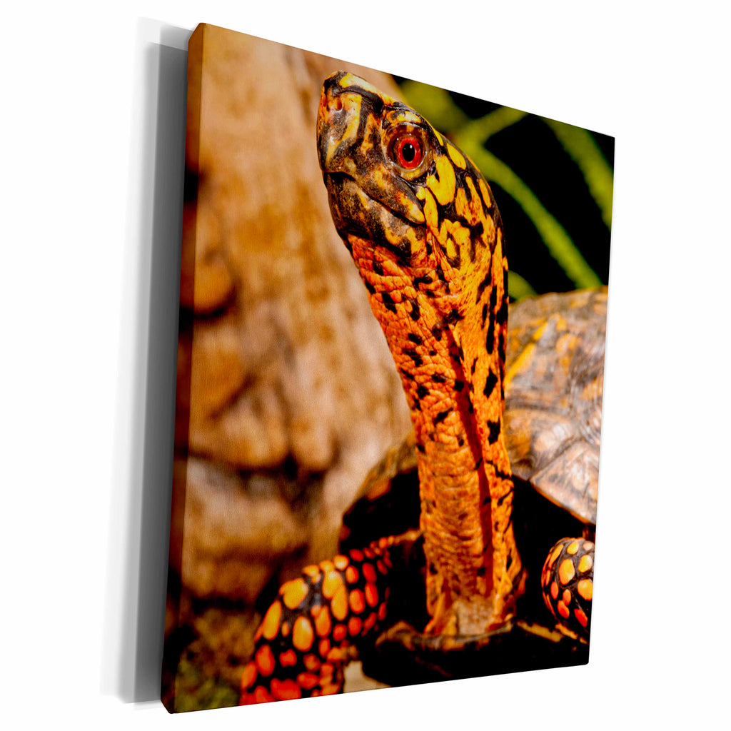 3dRose Eastern Box Turtle, Native to Eastern Coastal US -... - Museum Grade Canvas Wrap (cw_140147)