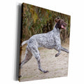 3dRose A German Shorthaired Pointer dog jumping - NA02... - Museum Grade Canvas Wrap (cw_140396)