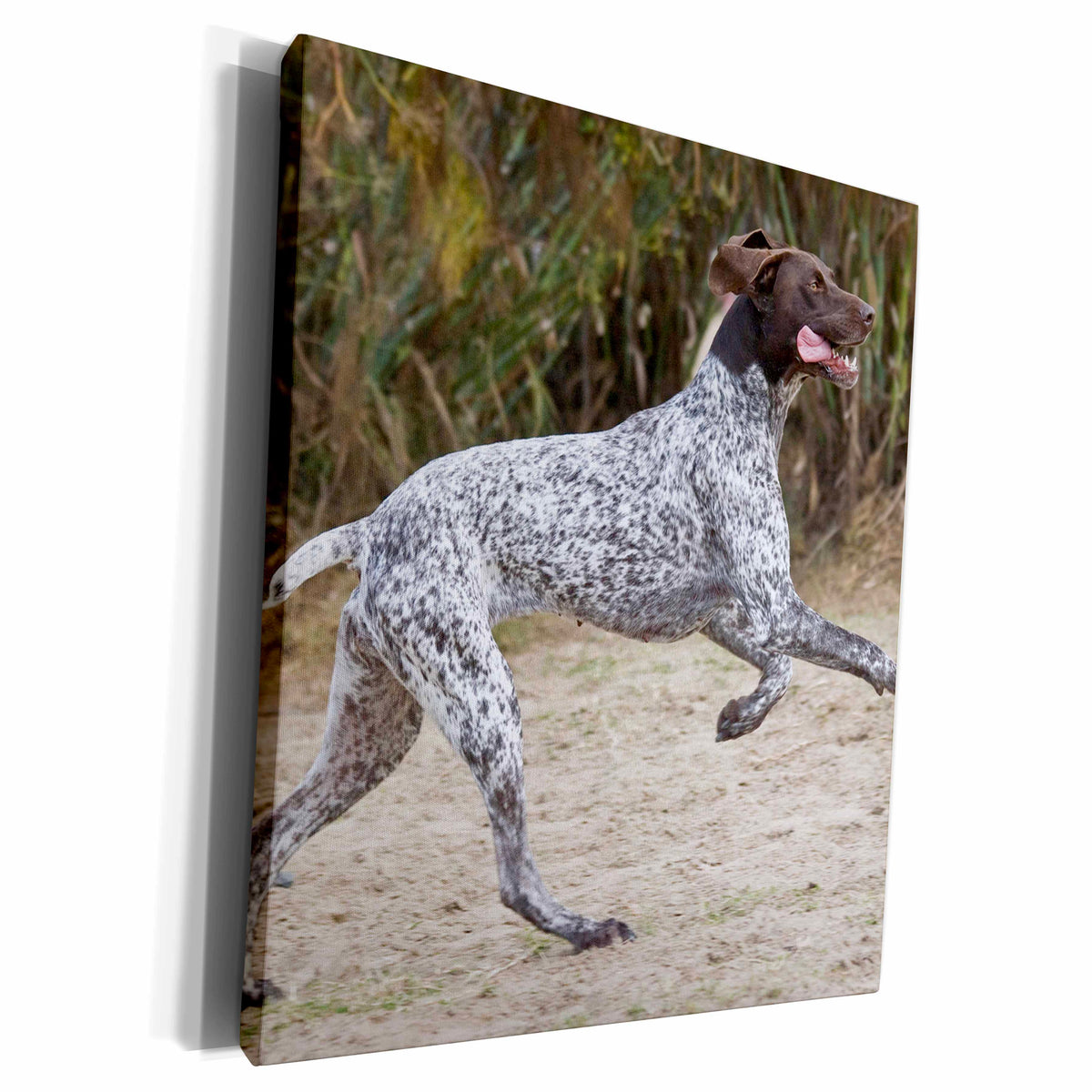 3dRose A German Shorthaired Pointer dog jumping - NA02... - Museum Grade Canvas Wrap (cw_140396)