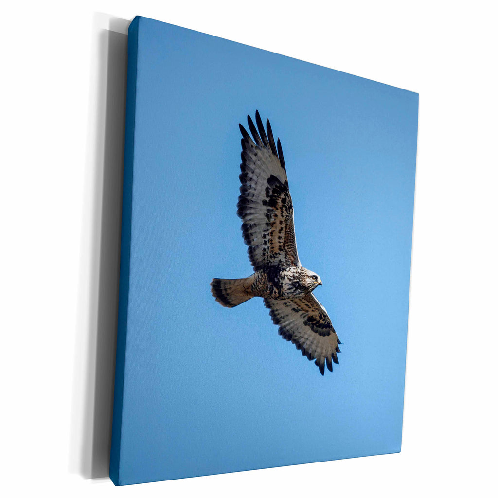 3dRose A Rough-legged Hawk in flight - US38 RBR0634 - Rick A... - Museum Grade Canvas Wrap (cw_146141)
