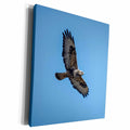 3dRose A Rough-legged Hawk in flight - US38 RBR0634 - Rick A... - Museum Grade Canvas Wrap (cw_146141)