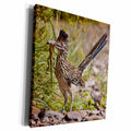 3dRose Greater Roadrunner bird, Texas, USA - US44 LDI0513 -... - Museum Grade Canvas Wrap (cw_146656)