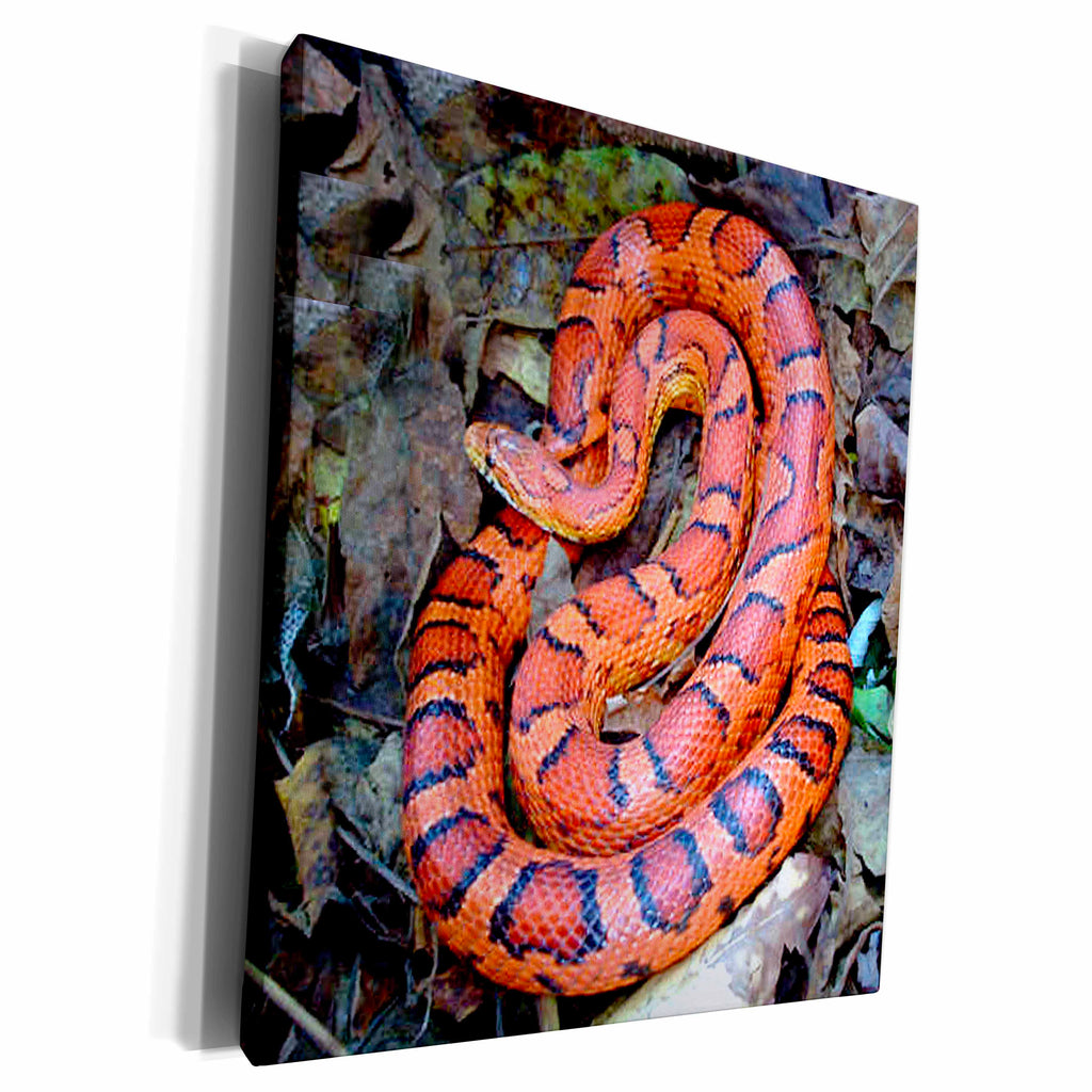 3dRose Snakes - CORN SNAKE - Museum Grade Canvas Wrap (cw_1486)