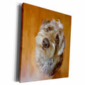 3dRose Dog - schnoodle portrait - Museum Grade Canvas Wrap (cw_153161)